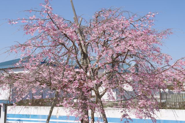 枝垂桜の木。ソメイヨシノと混在することで良いアクセントに。