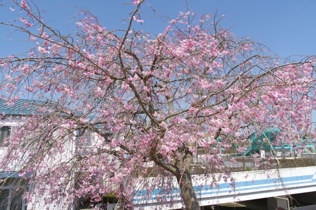 きれいな枝垂桜。