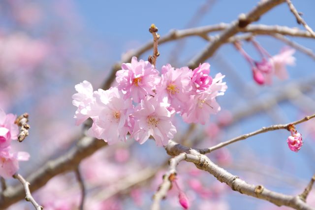 枝垂桜の花びら。