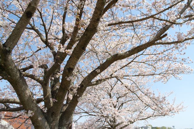 見上げる桜のアーチ。