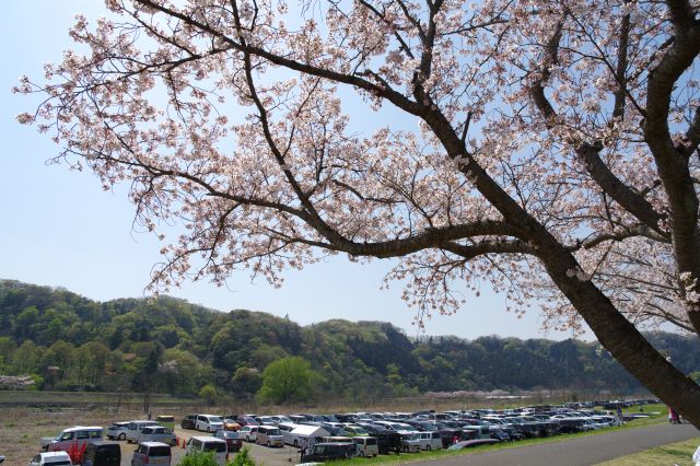 桜の木と駐車場。川からは距離があります。