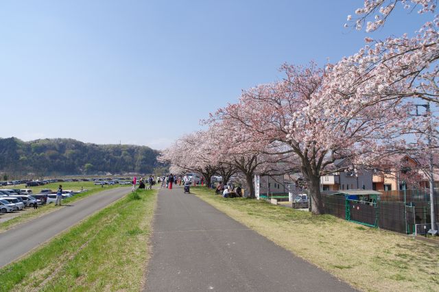 延々と美しい桜並木の光景が続きます。