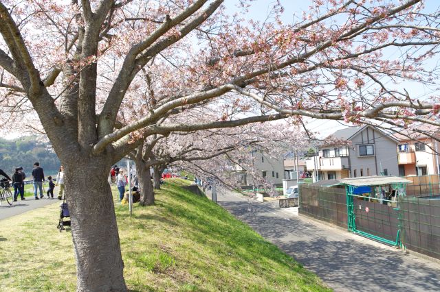 住宅街に向かって垂れる桜の枝。