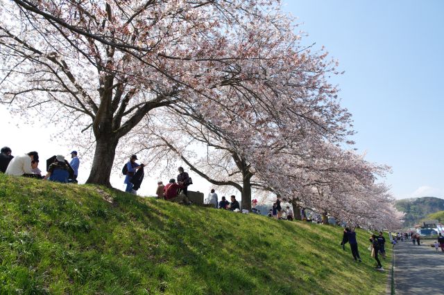 道路側も垂れる桜がきれい。