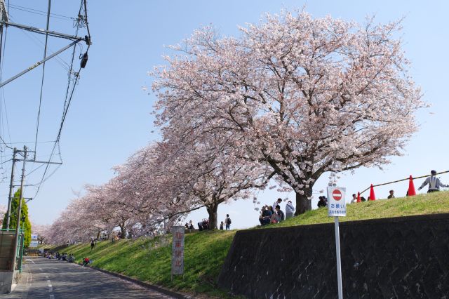 見上げる土手の桜並木。