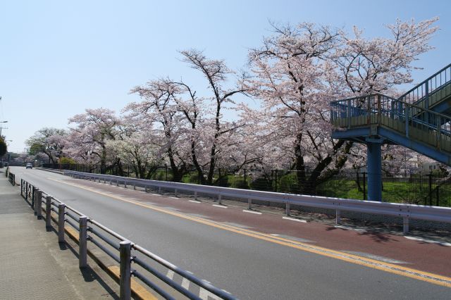 玉川上水沿いにきれいな桜が続きます。