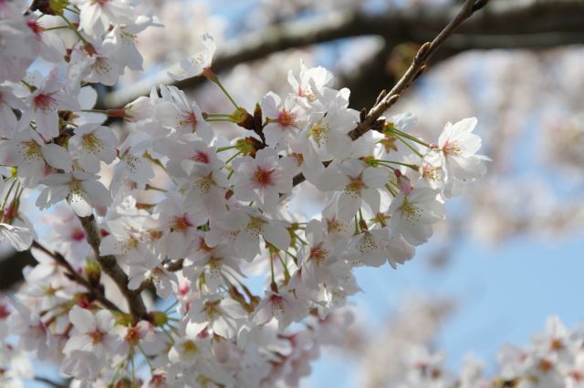 歩道橋から桜を間近に見られます。