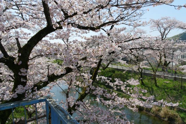 桜と川を眺める良い場所です。
