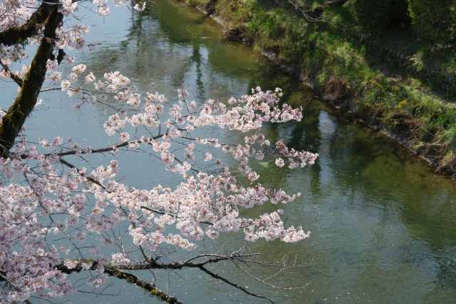 水面に向いてる桜。