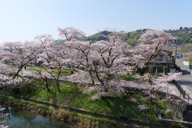 玉川上水沿いの桜のアーチ。