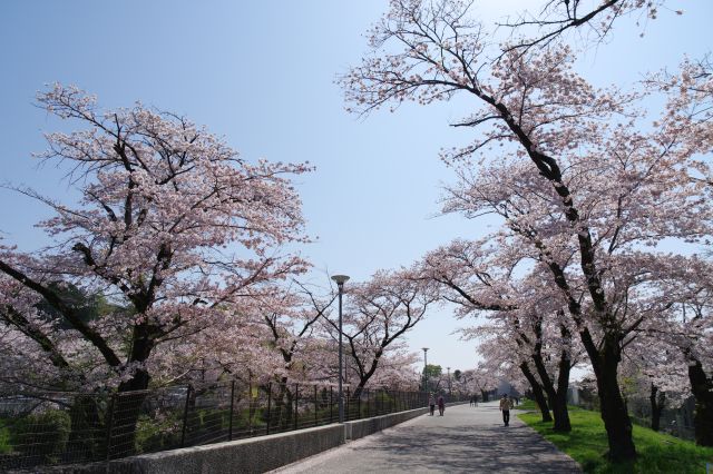 右岸から下流方面へ南下します。きれいな桜のアーチ。