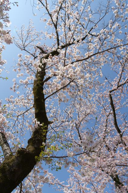 見上げるきれいな桜の木。