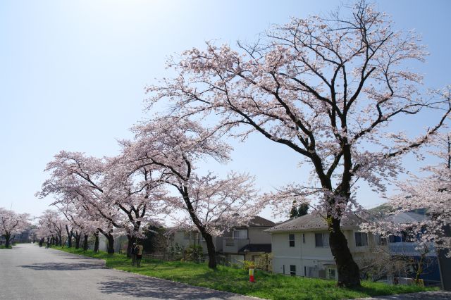 1本ずつが大きな桜の木（南向きなので逆光に）。