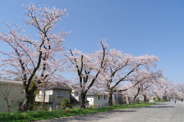 桜の木々と、周辺は静かな住宅街。