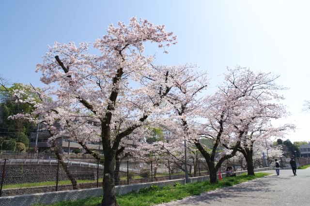 道の両側の桜を楽しみながら。