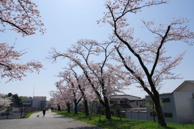 道の両側の桜を楽しみながら。