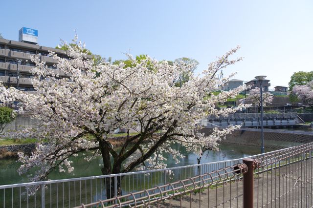 第三水門手前の桜の木。