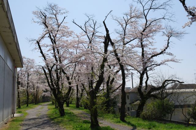 羽村大橋の先、水道局施設横の桜の木々。ここから砂利道に。