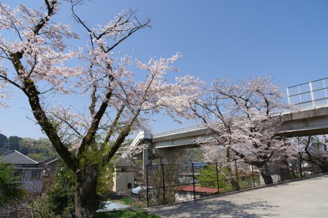 羽村大橋と桜。