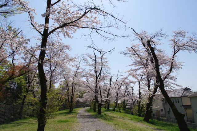 より落ち着いた雰囲気で桜を楽しめます。