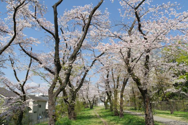 密度が濃い桜が見られます。