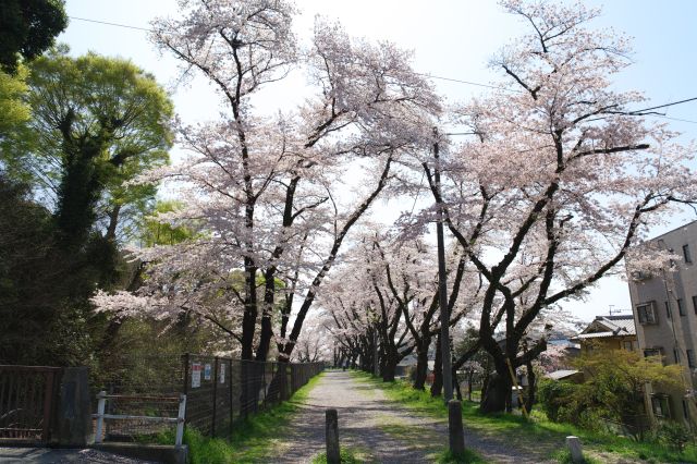 堂橋の先にもきれいな桜並木が続きます。