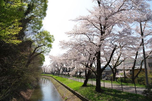 ここからも上水沿いの桜並木がきれい。