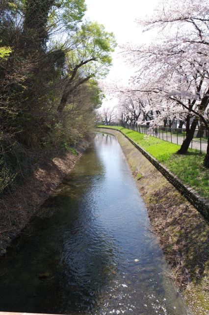 水面には桜の花びらが流れます。