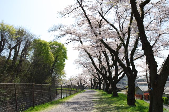 堂橋からさらに南下します。緩やかにカーブして桜の見通しも良い。
