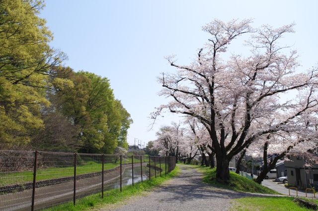 少し途切れる辺りから。この辺の住宅はきれいな桜が近くて良いですね。