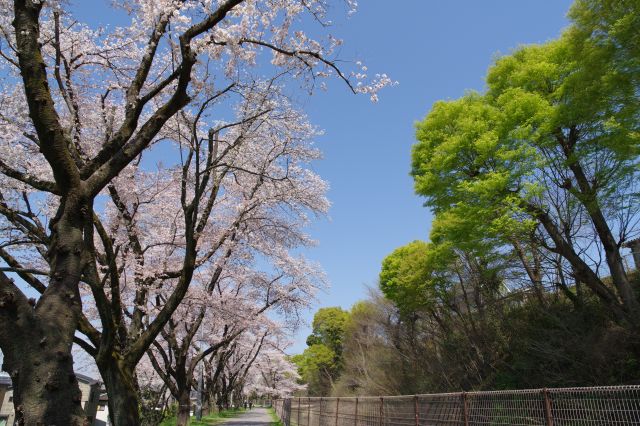 振り返ると桜と対岸の緑の対比が美しい。