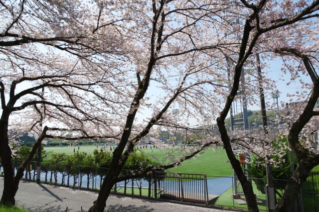 グラウンドが見える辺りから福生市に入り桜並木は終点になります。