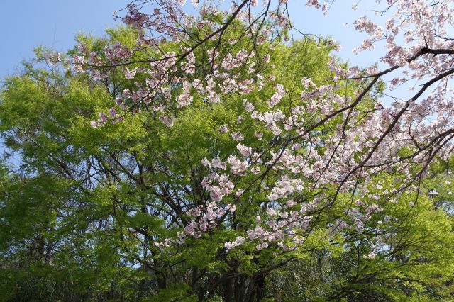 桜と緑の美しさ。