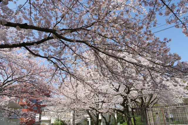 終端部ほどフェンスに迫る桜の枝。