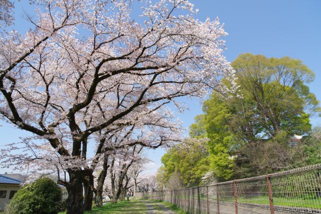 桜と緑の対比が美しい。