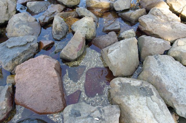 岩が囲う水たまり、何かの生き物が動いていました。