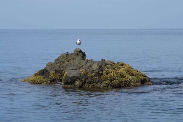 海に突き出た小さな岩に止まる鳥。