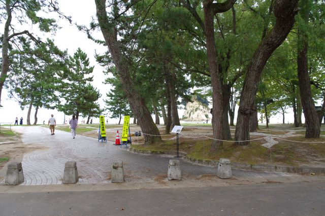 （2023年9月訪問）駐車場から海沿いの松林の海浜公園へ。