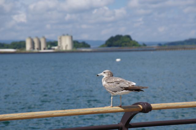 カモメなど鳥の声が聞こえます。