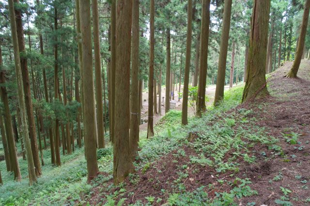 では駐車場へ戻って行きます。桜馬場へ向かう途中、斜面に林立する木々。