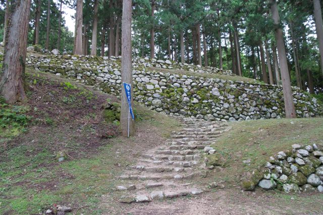 桜馬場の石垣を見上げる。