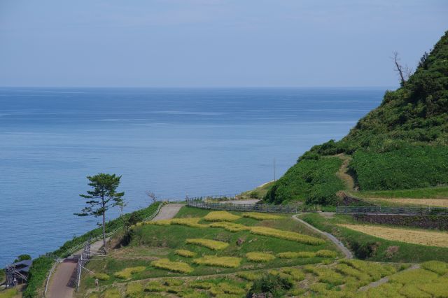 道路が通っています。