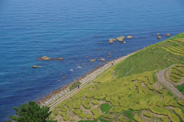 海と緑の境目。