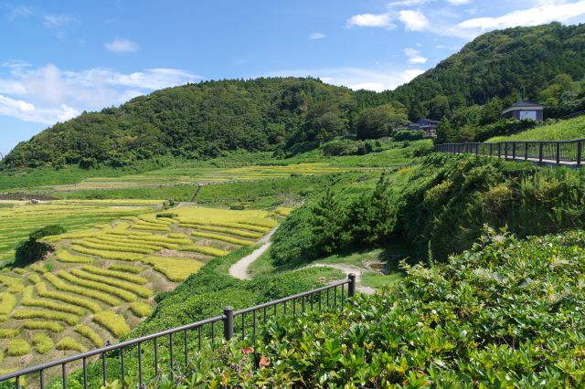 陸側、千枚田の上には緑あふれる山並み。