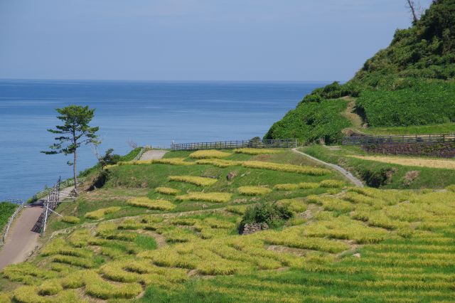 棚田の端の方。