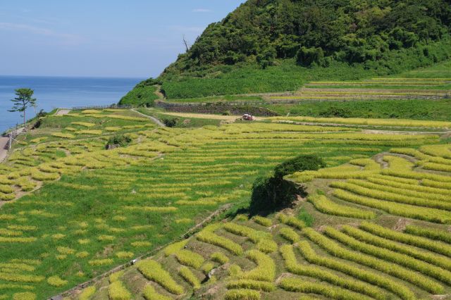 千枚田の中央部。