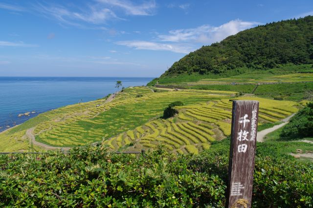 白米千枚田（しろよねせんまいだ）の写真ページへ