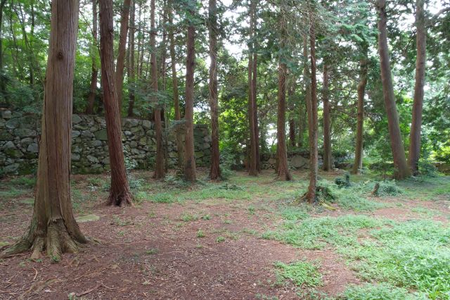 本丸を囲う石垣と高木の遺跡感。