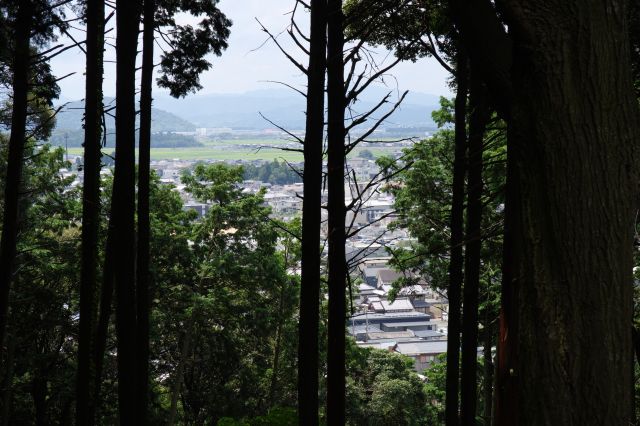 木々から覗く山の下の様子。