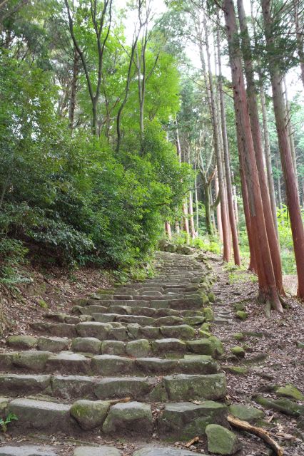 後方、見上げる高木。